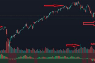 crypto market bull or bear indicator